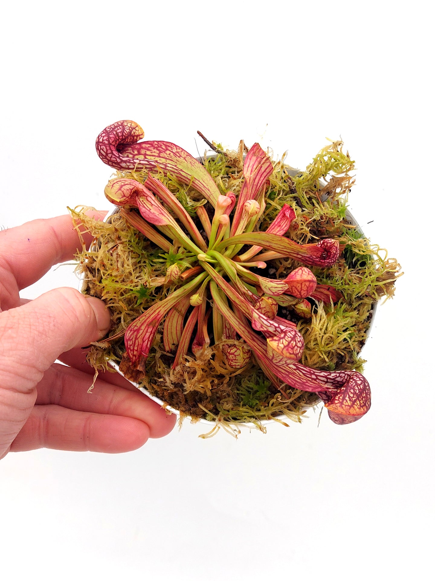 Sarracenia psittacina var. okefenokeensis Sandy Creek  Seedgrown