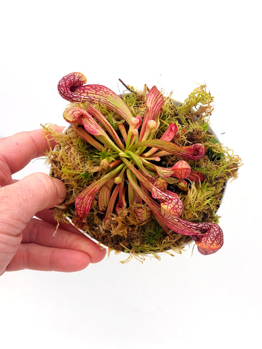 Sarracenia psittacina var. okefenokeensis Sandy Creek  Seedgrown