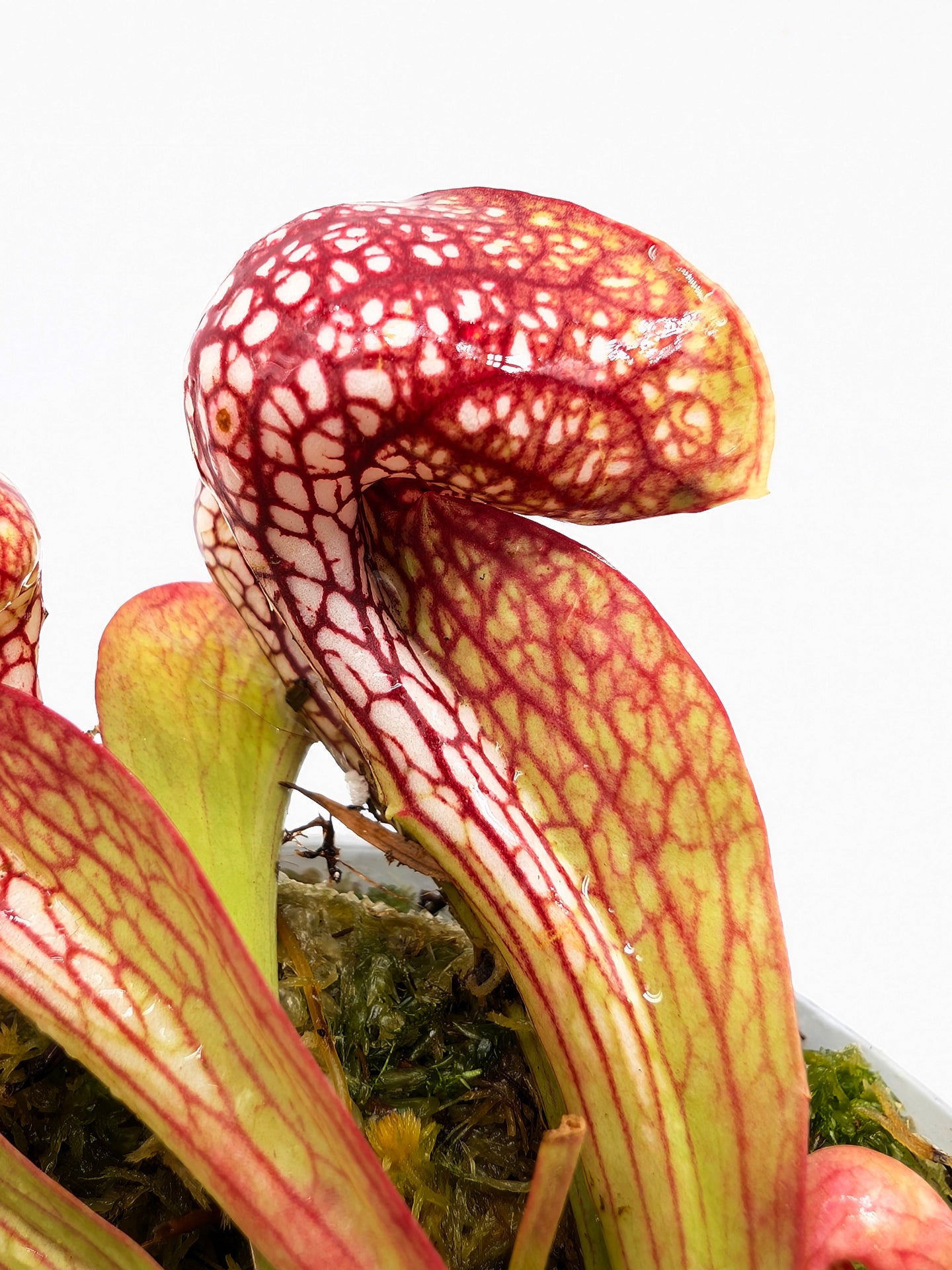 Sarracenia psittacina var. okefenokeensis  Wilkerson Bog, Bay Co.