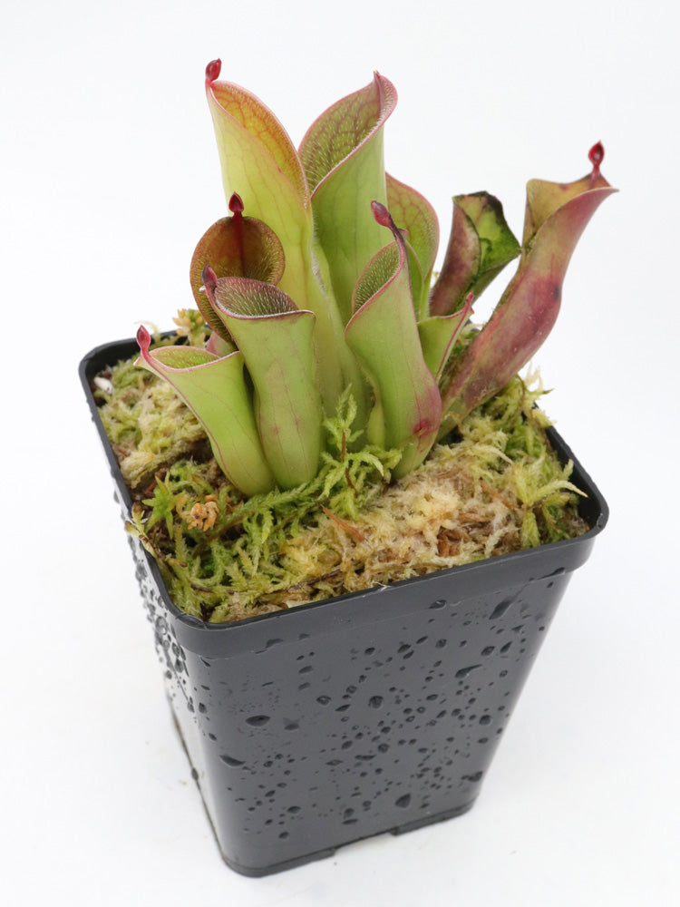 Heliamphora pulchella Akopan Tepui