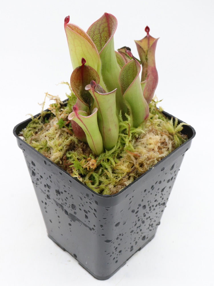 Heliamphora pulchella  Akopan Tepui