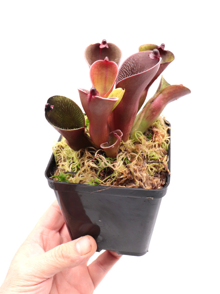 Heliamphora pulchella „Rothaarig“ Churi Tepui, Venezuela