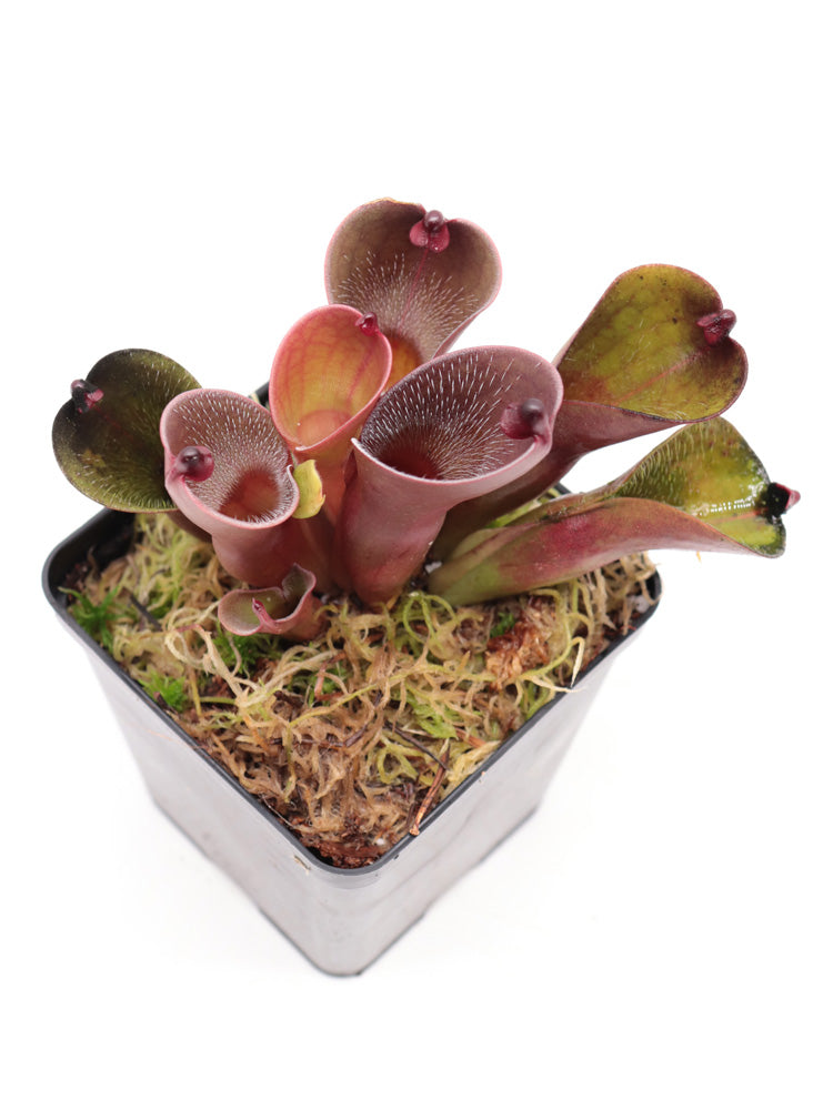 Heliamphora pulchella "Red hairy" Churi Tepui, Venezuela