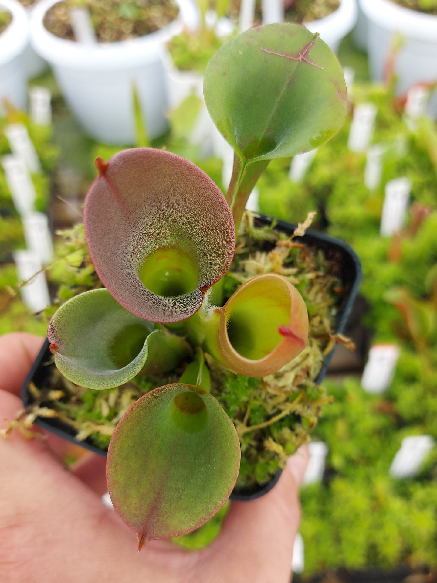 Heliamphora pulchella  "Hairless" Amuri Tepui, Venezuela