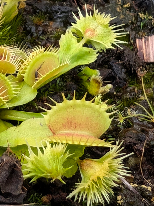 Dionaea muscipula "Punk"