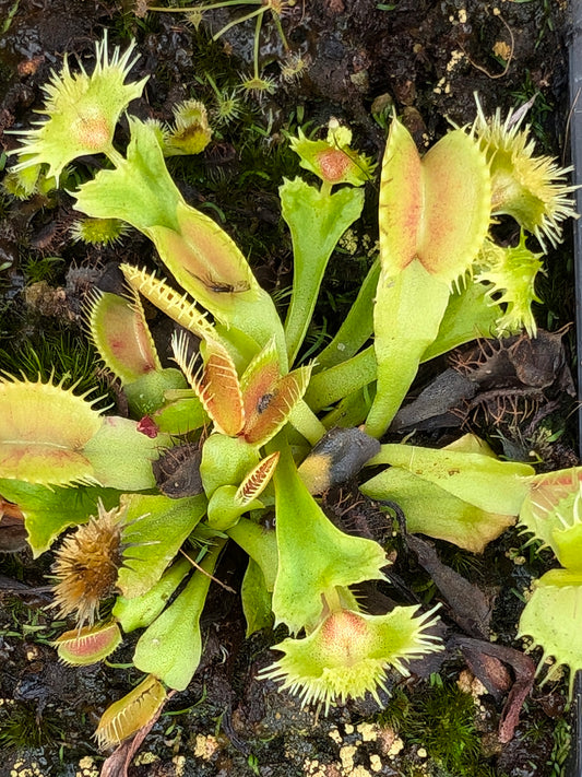 Dionaea muscipula "Morning Star"