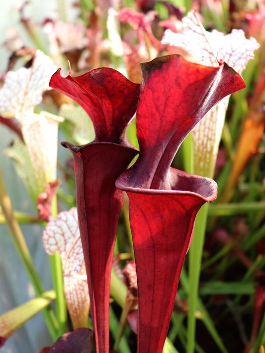 H26 GC  Sarracenia "Purple Rain"