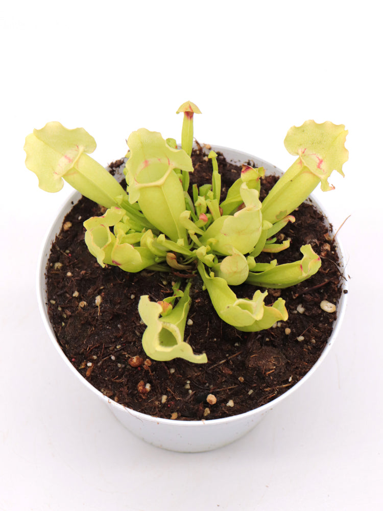 Sarracenia purpurea ssp. venosa "White Ghost"