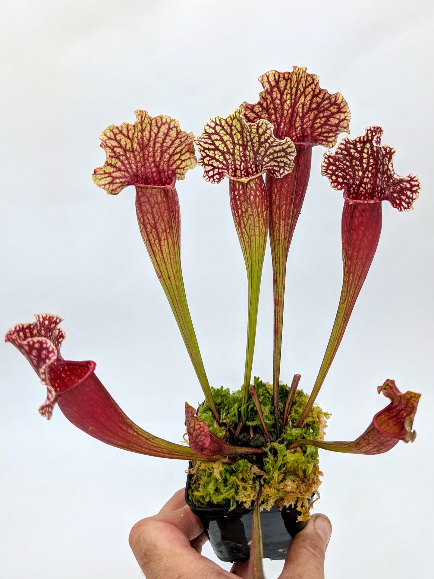 Sarracenia purpurea var. montana x leucophylla alba