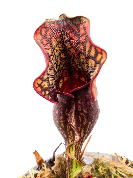 Sarracenia purpurea ssp. purpurea "Red/Green with Wavy Lid"