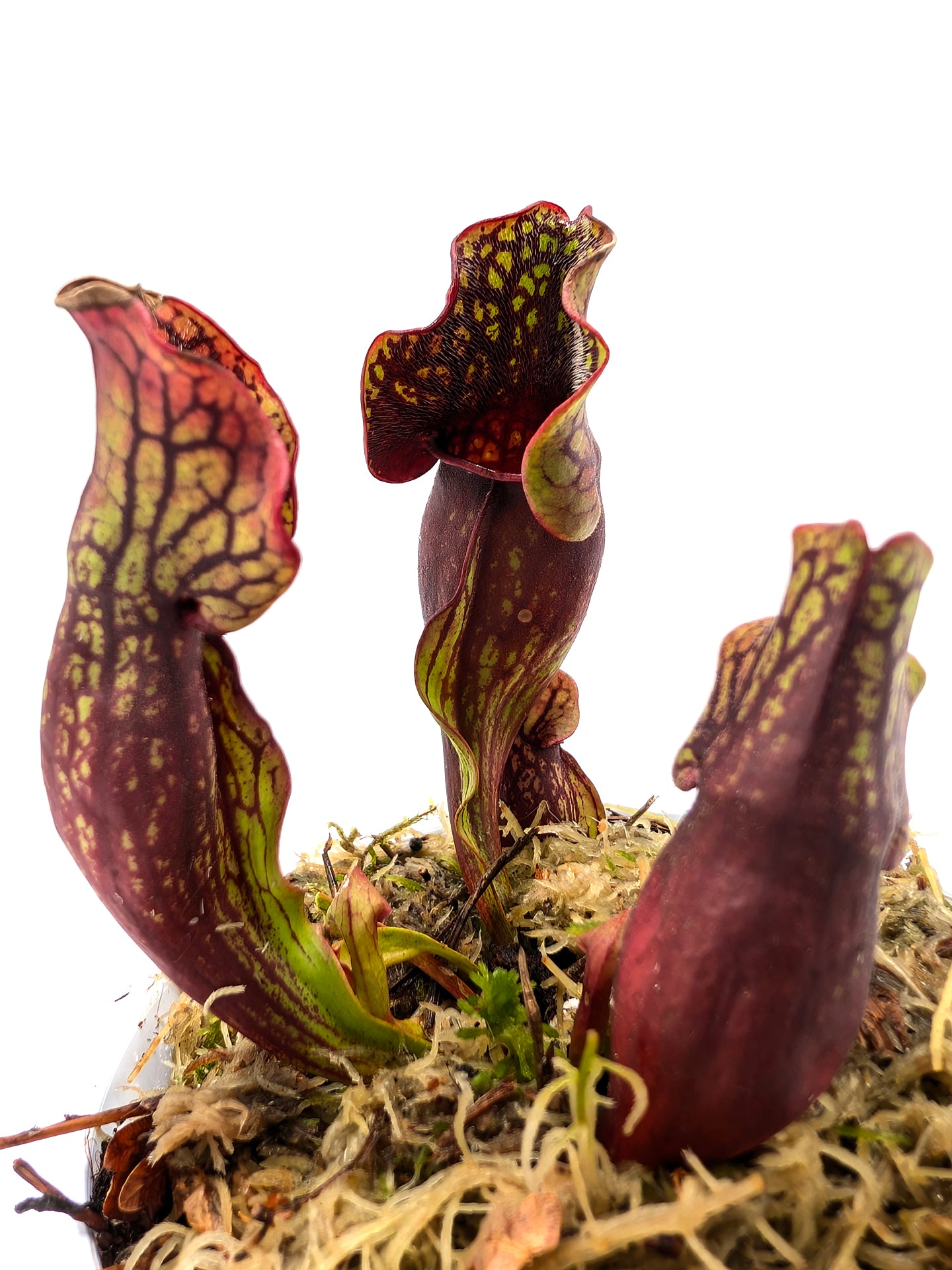 Sarracenia purpurea ssp. purpurea "Red/Green with Wavy Lid"