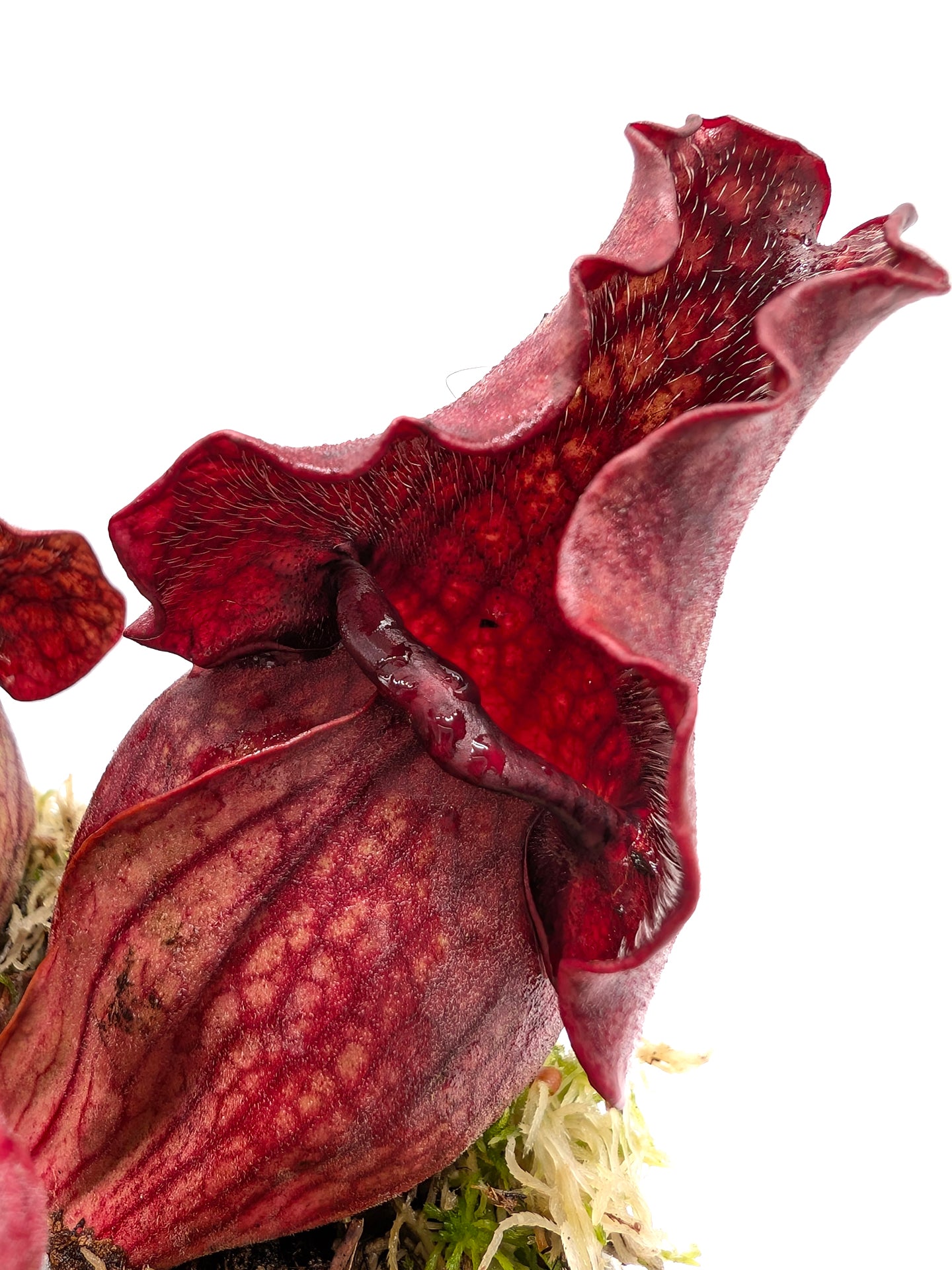 Sarracenia purpurea ssp. venosa "All red"  Burlington Co.