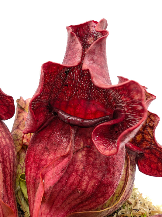 Sarracenia purpurea ssp. venosa "All red"  Burlington Co.