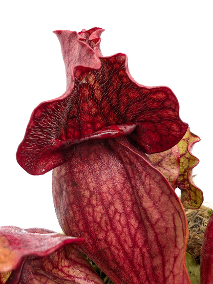 Sarracenia purpurea ssp. venosa "All red"  Burlington Co.