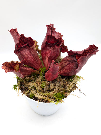 Sarracenia purpurea ssp. venosa "All red"  Burlington Co.