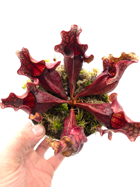 Sarracenia purpurea ssp. purpurea "Wavy Lid" Ex W.Wohrle