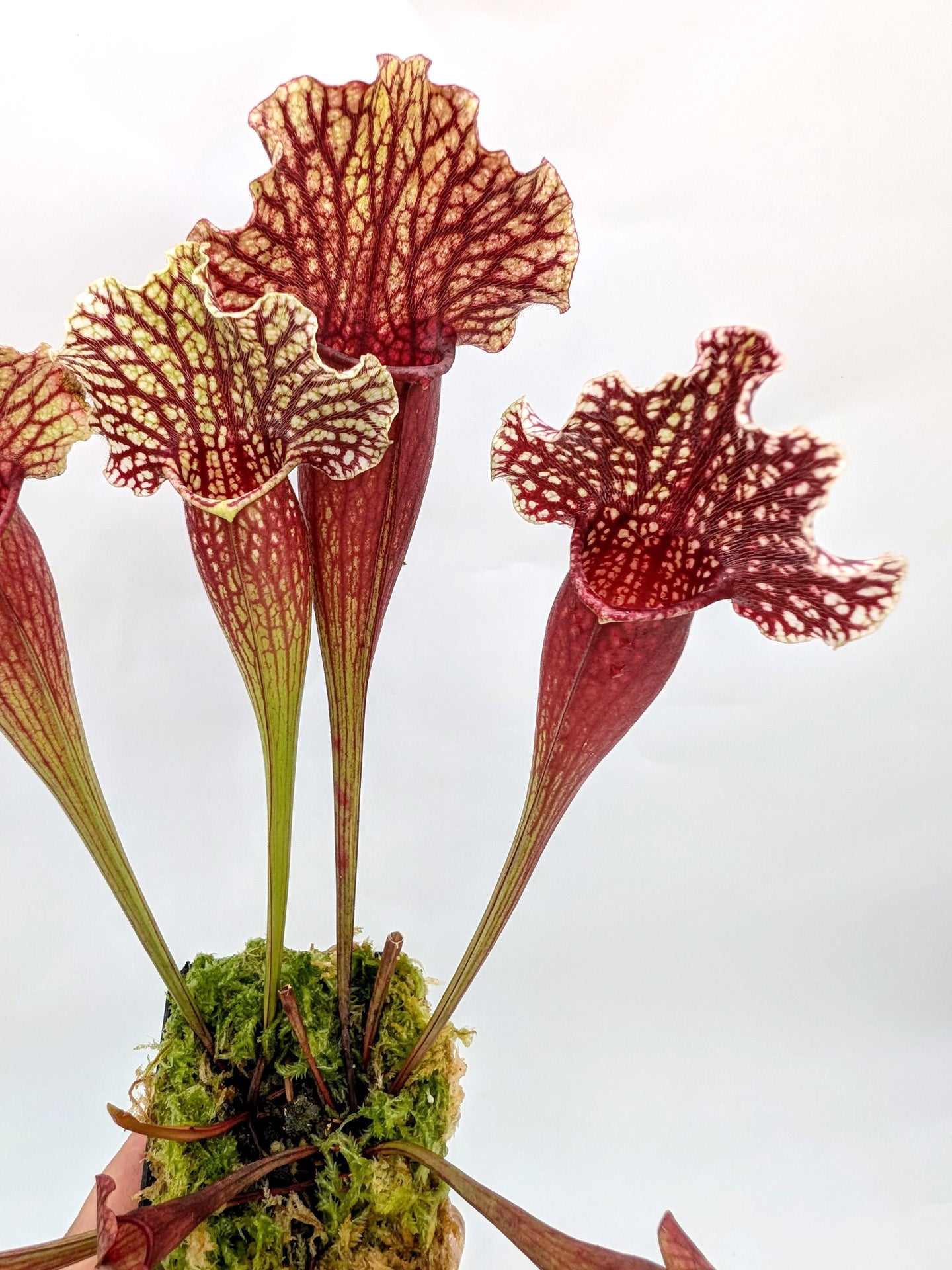 Sarracenia purpurea var. montana x leucophylla alba