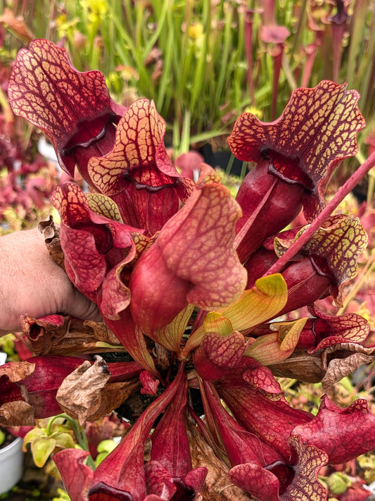 PV4 GC Sarracenia purpurea ssp. purpurea „Phyton“