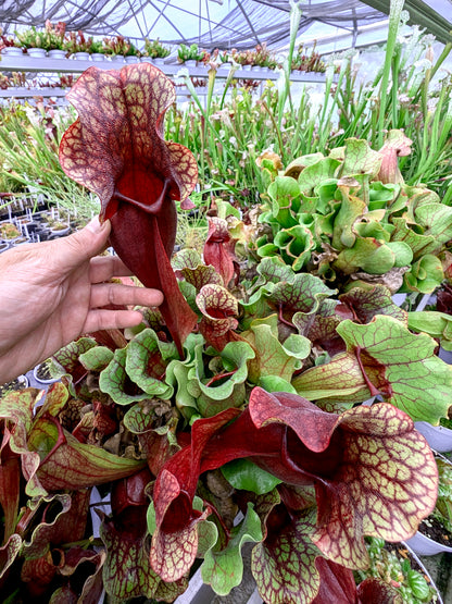 PV8 GC Sarracenia purpurea ssp. venöse „Rote Blase“