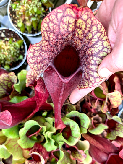 PV8 GC Sarracenia purpurea ssp. venöse „Rote Blase“