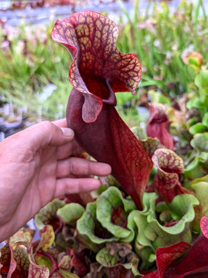 PV8 GC Sarracenia purpurea ssp. venöse „Rote Blase“