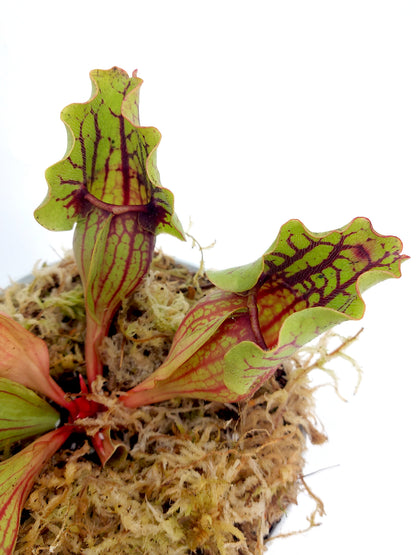 Sarracenia purpurea ssp. venosa  Reedy Creek x montana Tom's Swamp