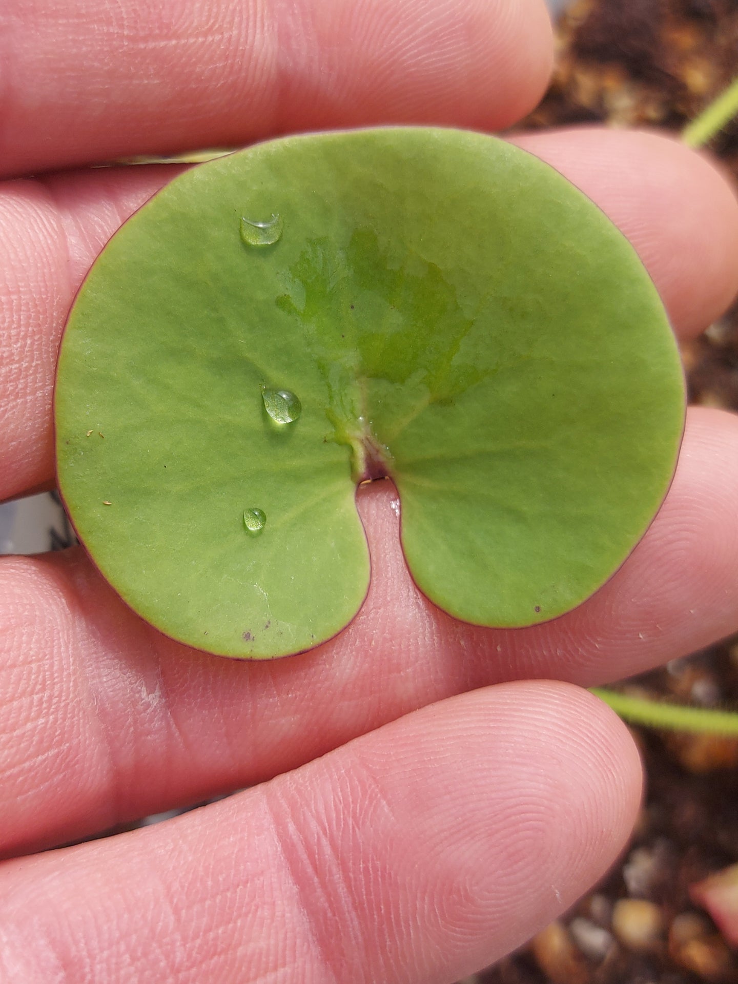 Utricularia reniformis x nelumbifolia