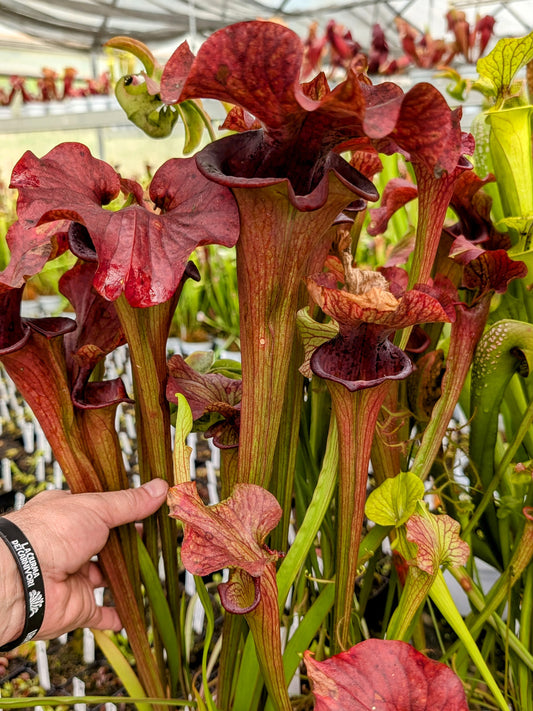 Sarracenia 'Reptilian rose'