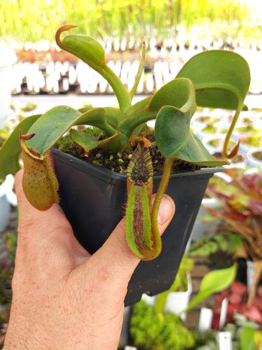 Nepenthes robcantleyi x mollis EVIL