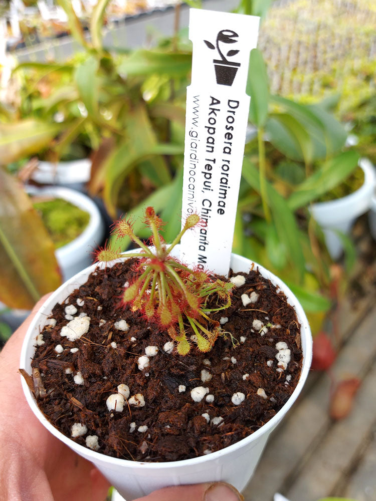 Drosera roraimae Akopan Tepui, Chimanta-Massiv