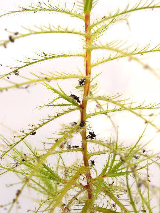 FRESH SEEDS of RORIDULA DENTATA 5 SEEDS