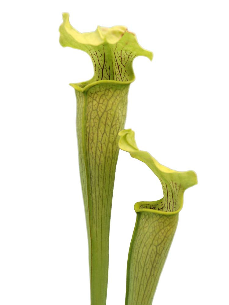 Sarracenia rubra susbp. alabamensis  Pubescent form