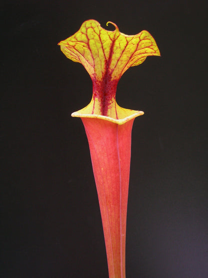 Sarracenia flava var. rubricorpora Giant Red Tube, Apalachicola F112 MK