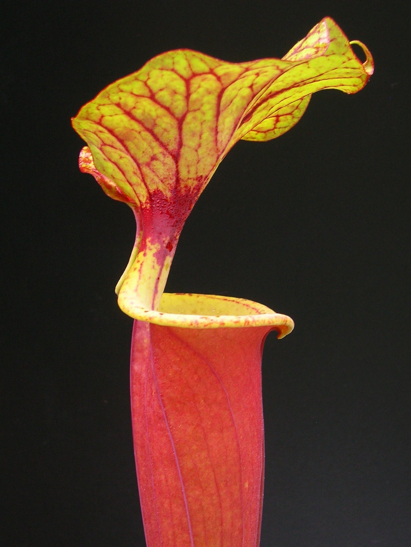 Sarracenia flava var. rubricorpora Giant Red Tube, Apalachicola F112 MK