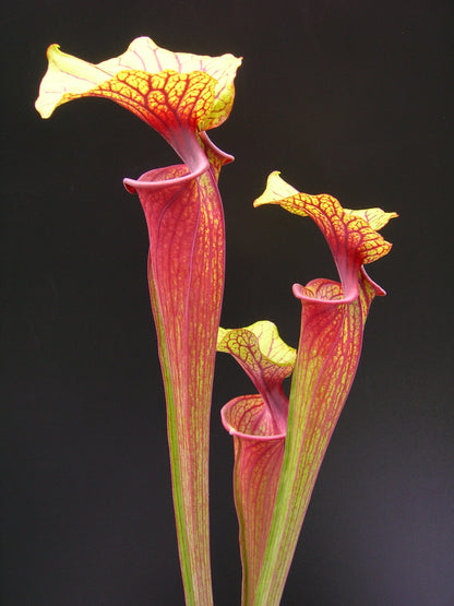 Sarracenia flava var. rubricorpora FL83 RVL ""Rainbow"