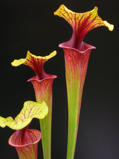 Sarracenia flava var. rubricorpora FL83 RVL ""Rainbow"