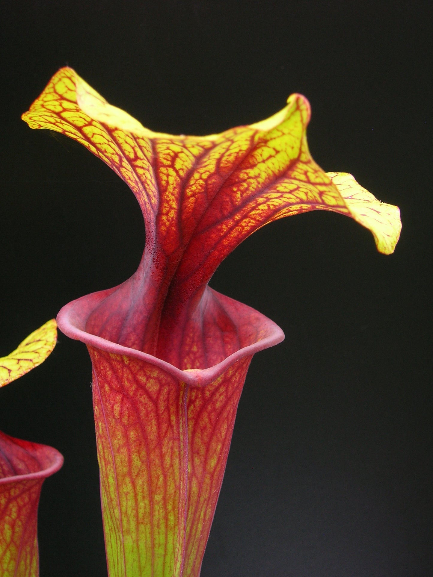 Sarracenia flava var. rubricorpora FL83 RVL ""Rainbow"