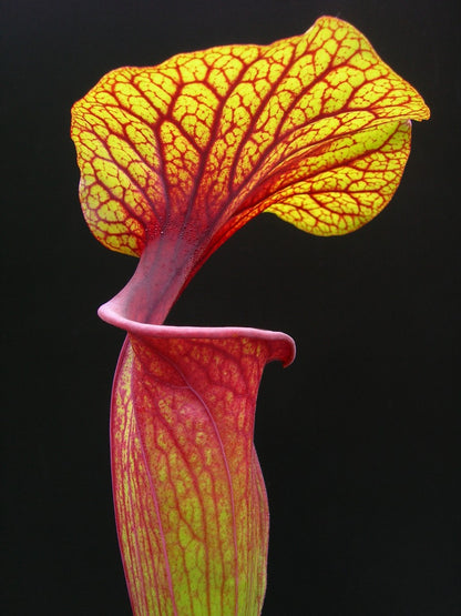 Sarracenia flava var. rubricorpora FL83 RVL ""Rainbow"