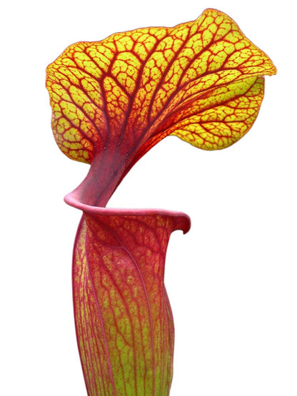 Sarracenia flava var. rubricorpora FL83 RVL ""Rainbow"