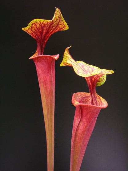 Sarracenia flava var. rubricorpora  ipf74 AS