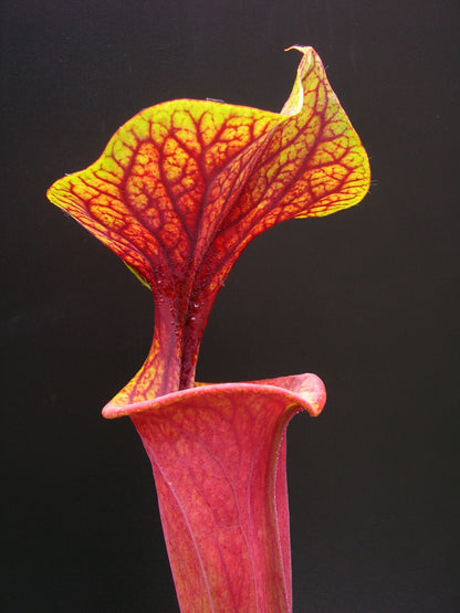 Sarracenia flava var. rubricorpora  ipf74 AS