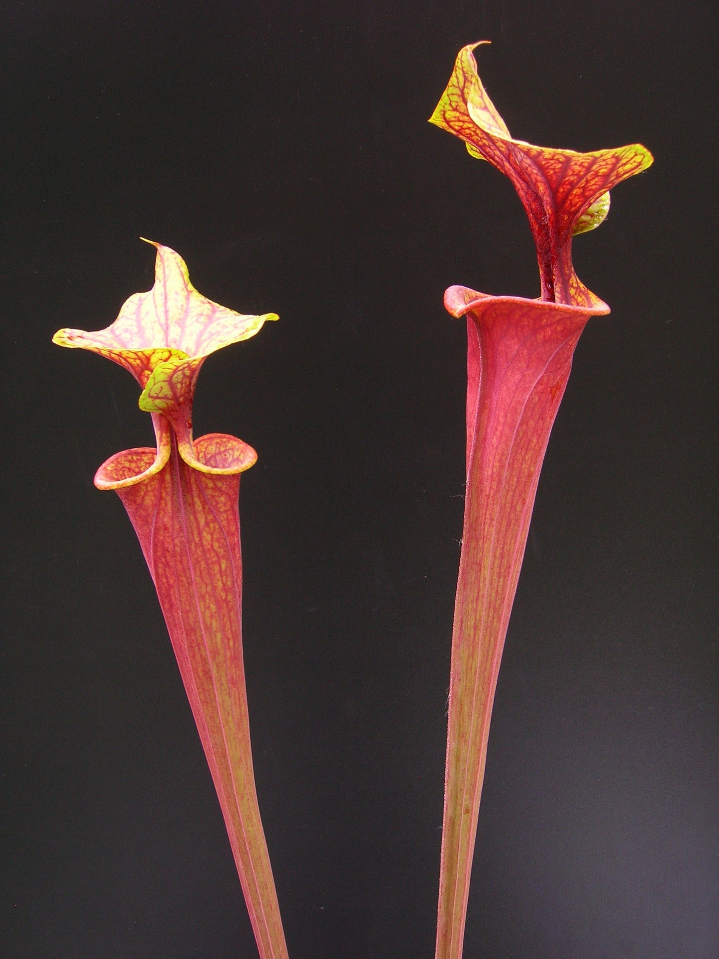 Sarracenia flava var. rubricorpora  ipf74 AS