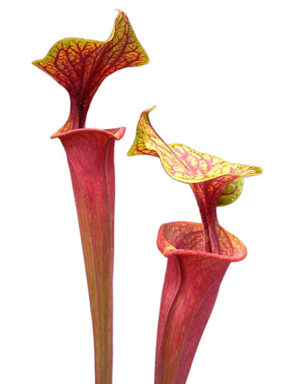 Sarracenia flava var. rubricorpora  ipf74 AS