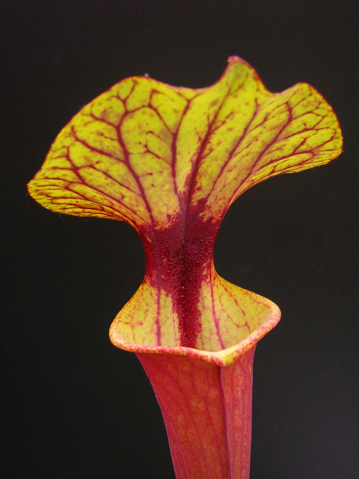 Sarracenia flava var. rubricorpora F226 MK