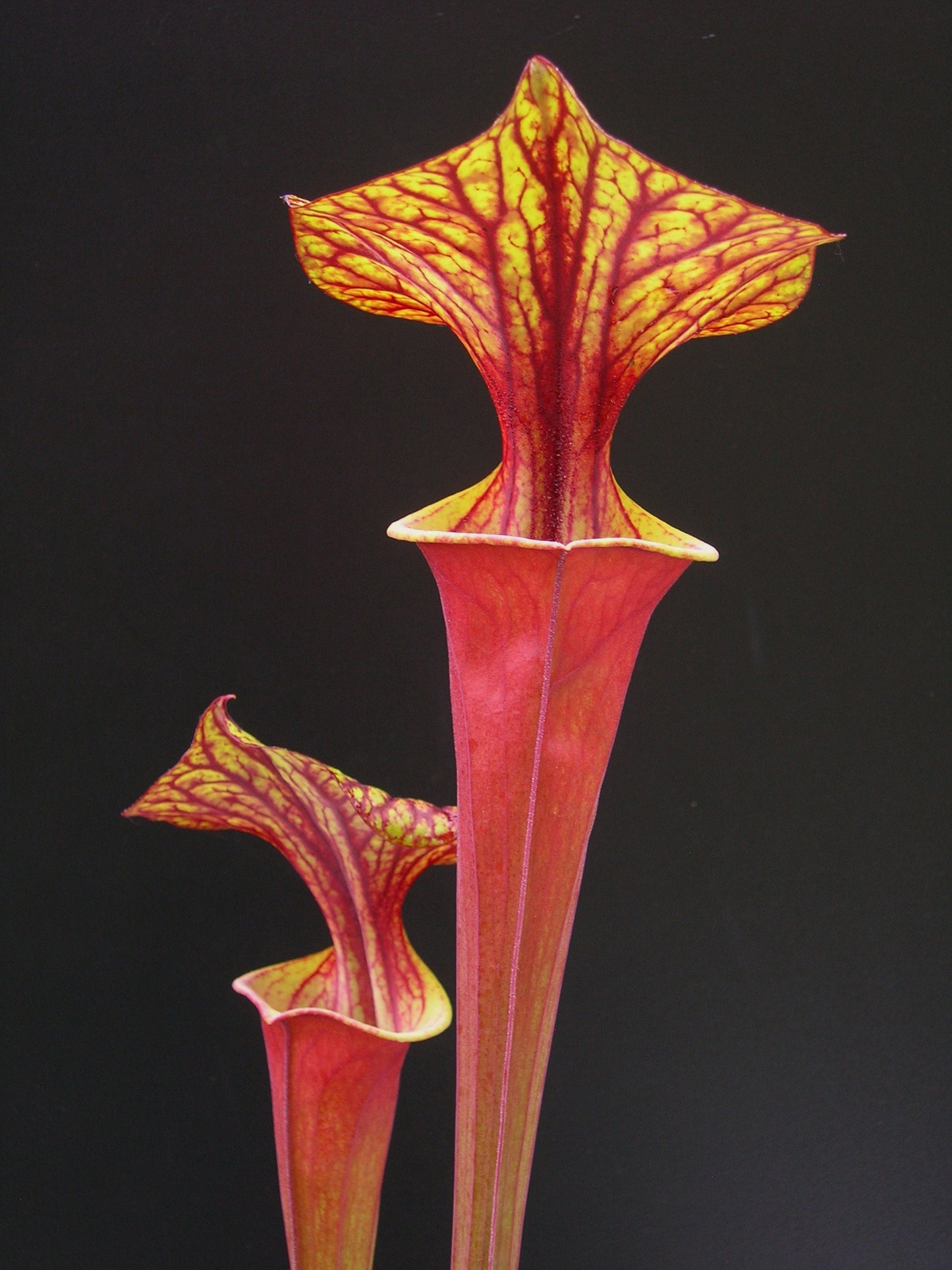 Sarracenia flava var. rubricorpora FL13 RVL