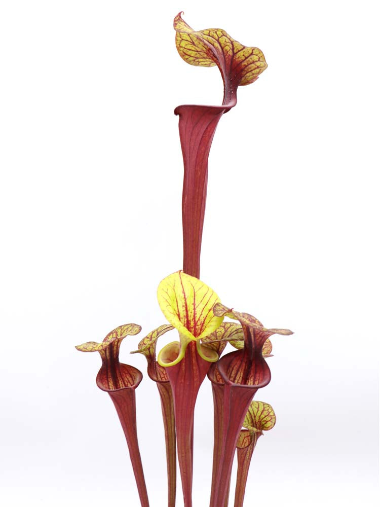 F4 GC Sarracenia flava var. rubricorpora „Silhoutte“