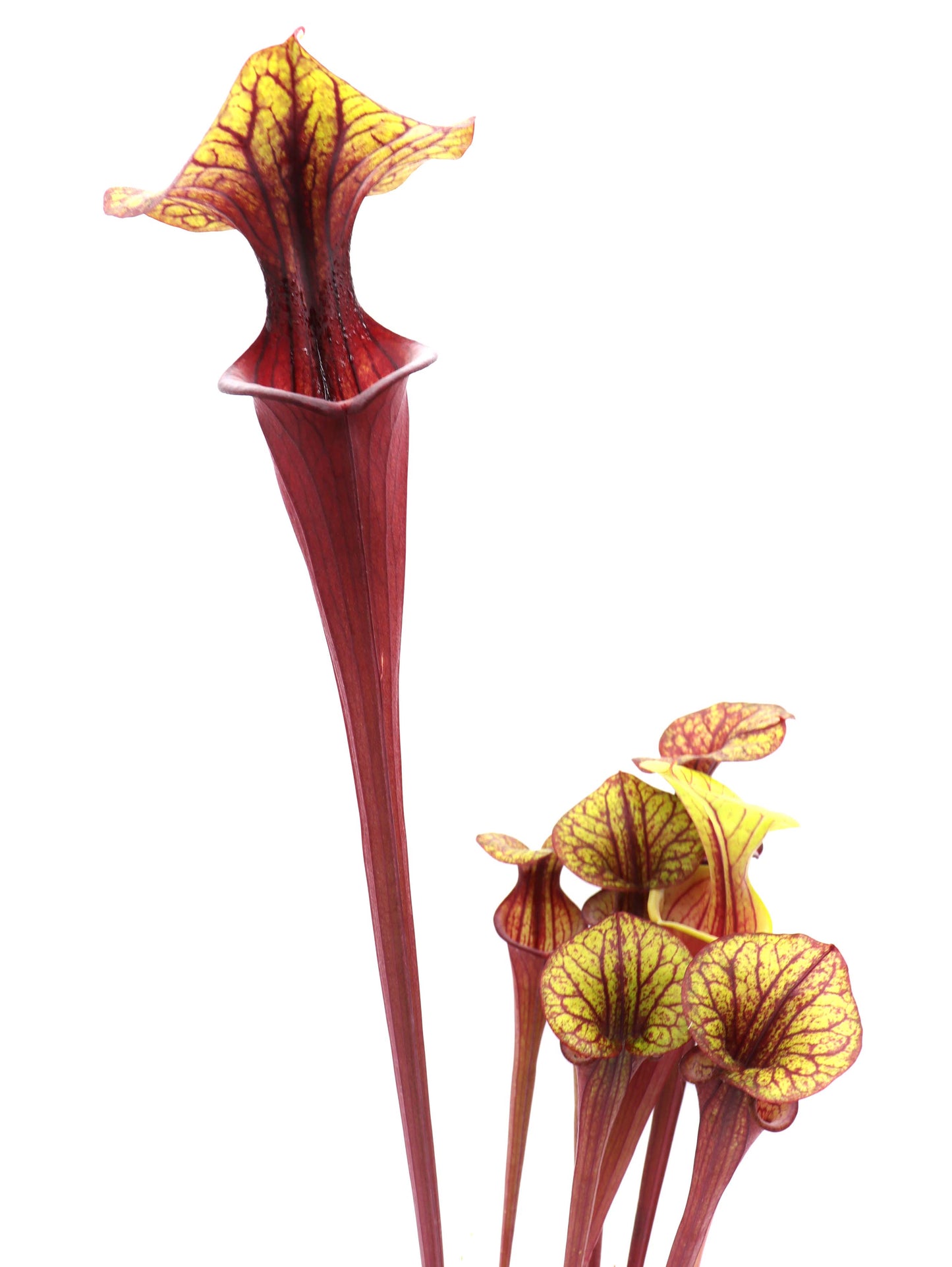 F4 GC Sarracenia flava var. rubricorpora „Silhoutte“