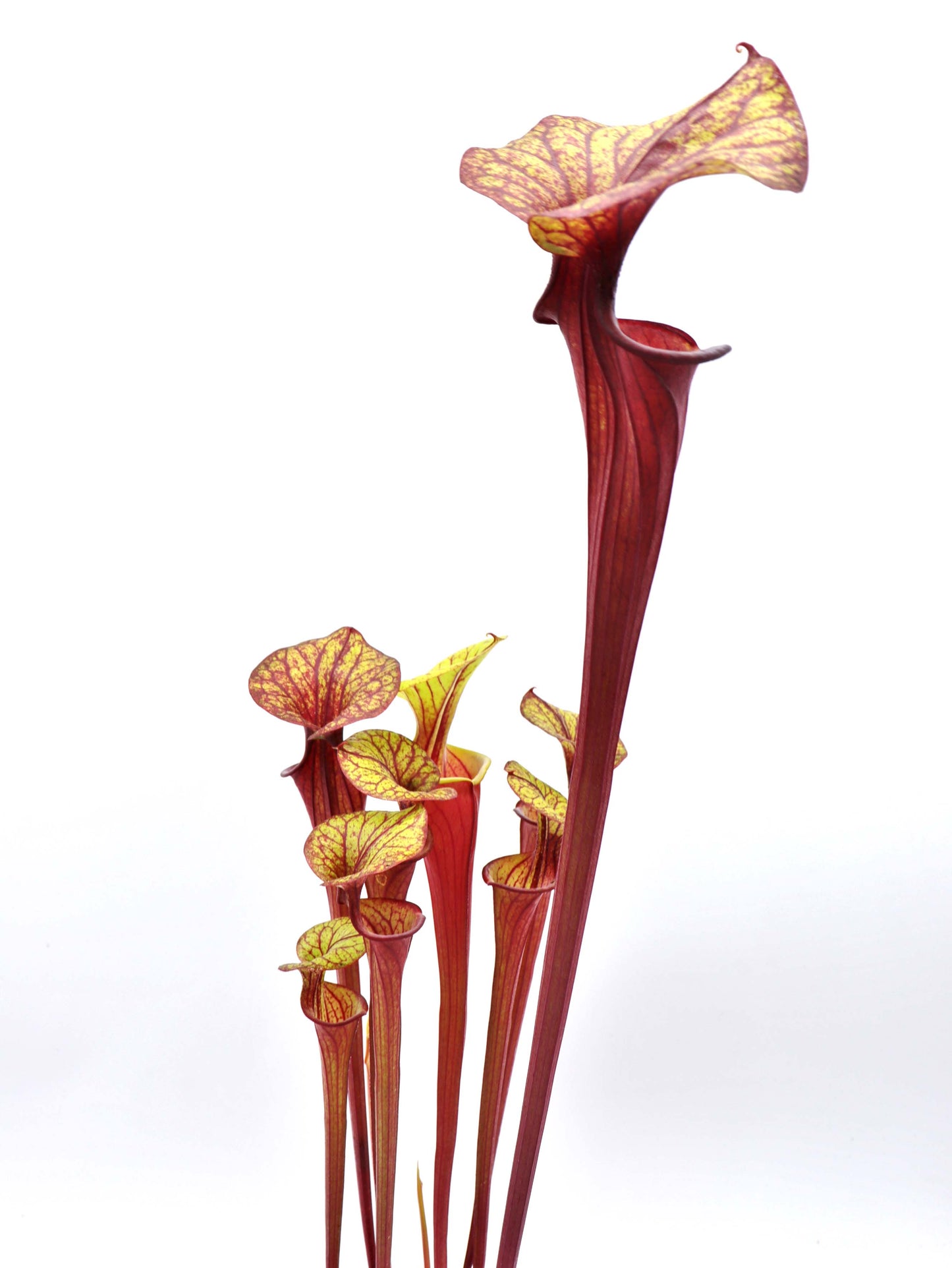 F4 GC Sarracenia flava var. rubricorpora "Silhoutte"