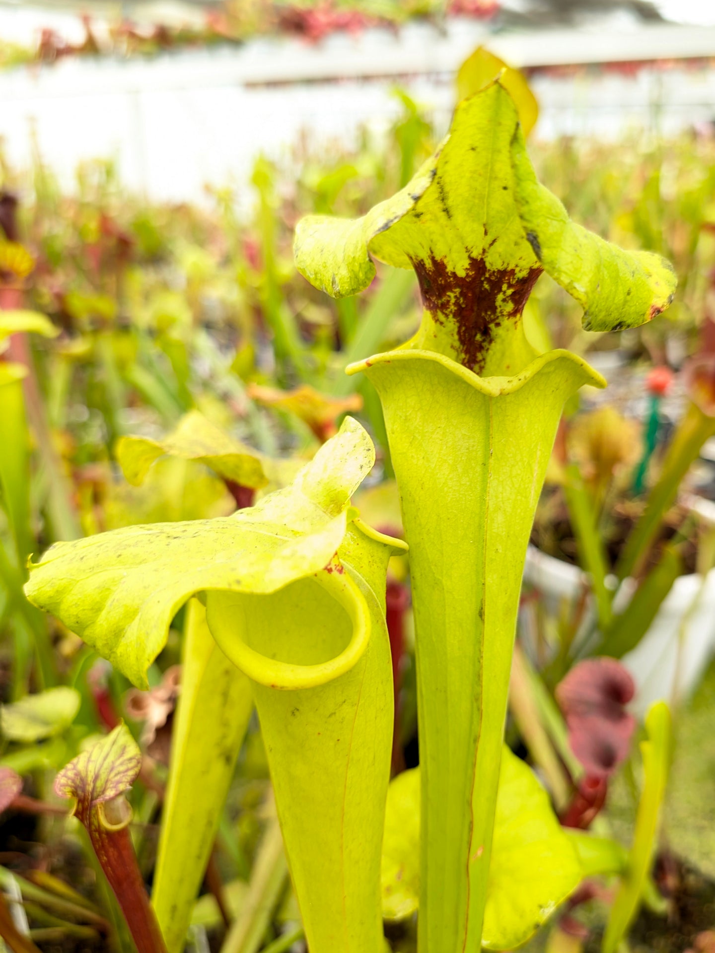 Sarracenia flava var. rugelii Apalachicola National Park