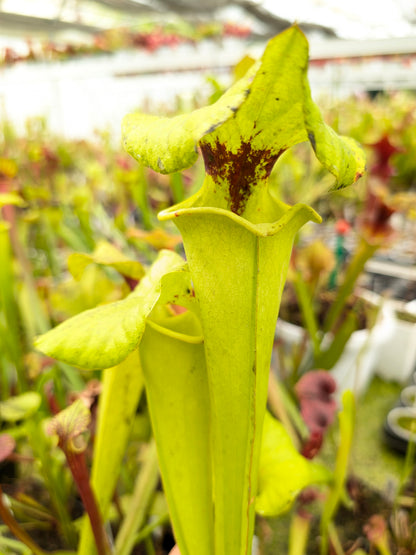 Sarracenia flava var. rugelii Apalachicola National Park